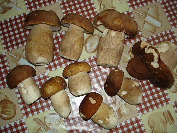 hríb dubový Boletus reticulatus Schaeff.