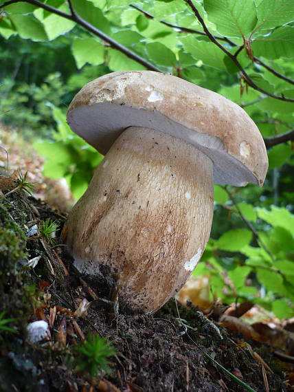 hrib dubovy Boletus reticulatus Schaeff.