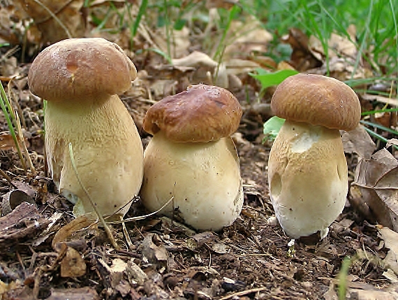 hrib dubový Boletus reticulatus Schaeff.