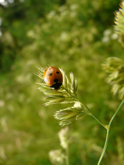 lienka sedembodkovaná Coccinella septempunctata