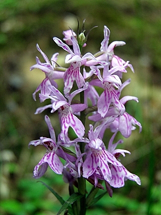 vstavačovec fuchsov-prstnatec fuchsův Dactylorhiza fuchsii (Druce) SoÃ³