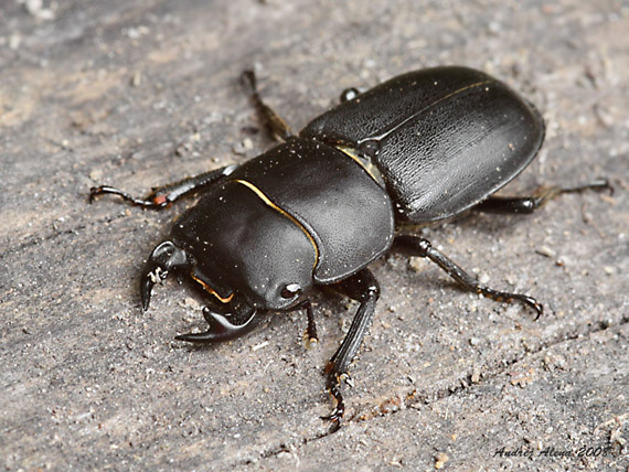 roháčik obyčajný  Dorcus parallelopipedus