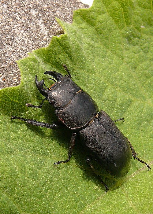 roháčik obyčajný Dorcus parallelopipedus