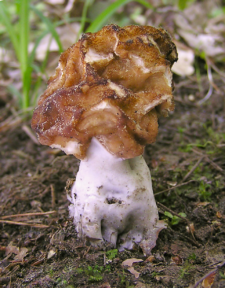 ušiak obyčajný Gyromitra esculenta (Pers.) Fr.