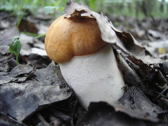 kozák osikový Leccinum albostipitatum den Bakker & Noordel.