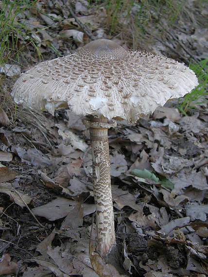 bedľa vysoká Macrolepiota procera (Scop.) Singer