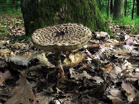 bedľa Macrolepiota sp.