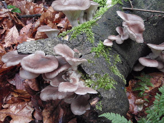 hliva ustricovitá Pleurotus ostreatus??