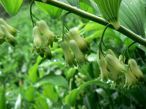 kokorík mnohokvetý Polygonatum multiflorum (L.) All.