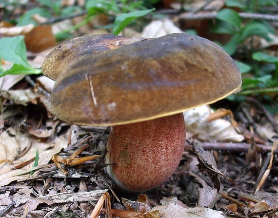 hríb zrnitohlúbikový Sutorius luridiformis (Rostk.) G. Wu & Zhu L. Yang