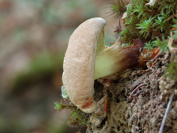 suchohríb Xerocomus sp.