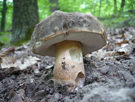 hríb bronzový   Boletus aereus