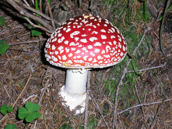 huba Amanita muscaria (L.) Lam.