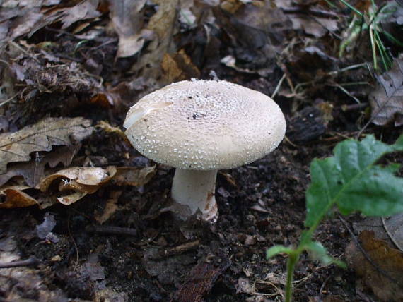 muchotrávka tigrovaná Amanita pantherina (DC.) Krombh.