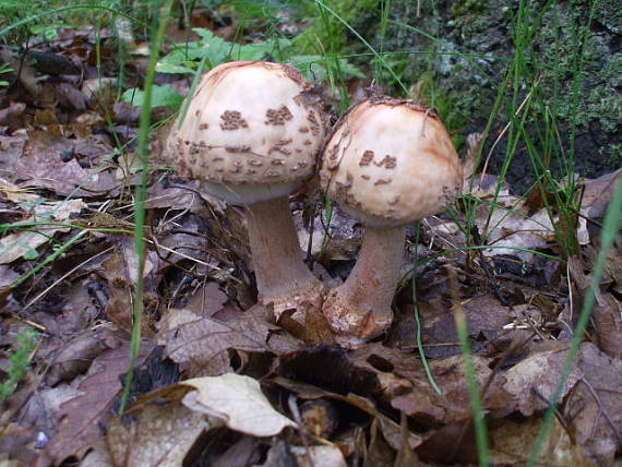 muchotrávka červenkastá Amanita rubescens Pers.