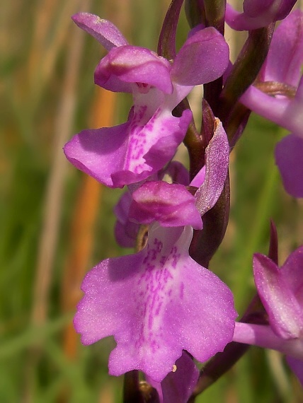 červenohlav močiarny Anacamptis palustris  (Jack.) R. M. Bateman, A. M. Pringeon & M. W. Chase