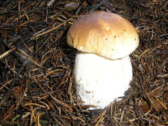 hríb smrekový Boletus edulis Bull.