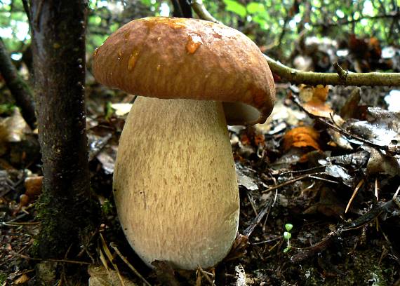 hríb dubový Boletus reticulatus Schaeff.