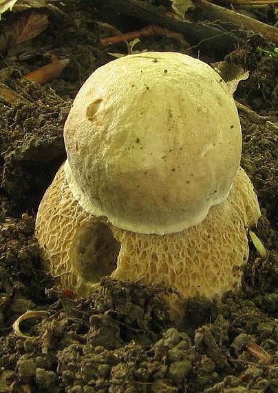 hríb dubový Boletus reticulatus Schaeff.