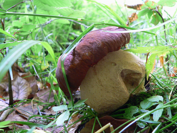 hríb dubový Boletus reticulatus Schaeff.