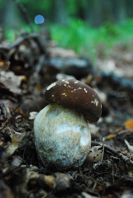 hríb dubový Boletus reticulatus Schaeff.