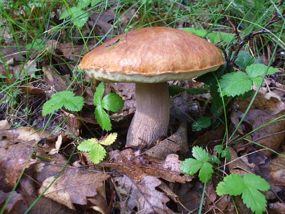 hríb dubový Boletus reticulatus Schaeff.