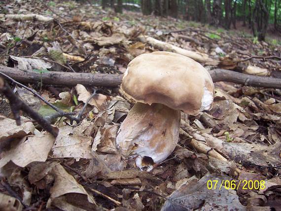 hríb dubový Boletus reticulatus Schaeff.