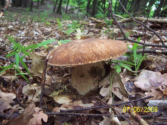 hríb dubový Boletus reticulatus Schaeff.