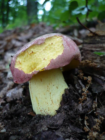 hríb kráľovský  Butyriboletus regius (Krombh.) D. Arora & J.L. Frank