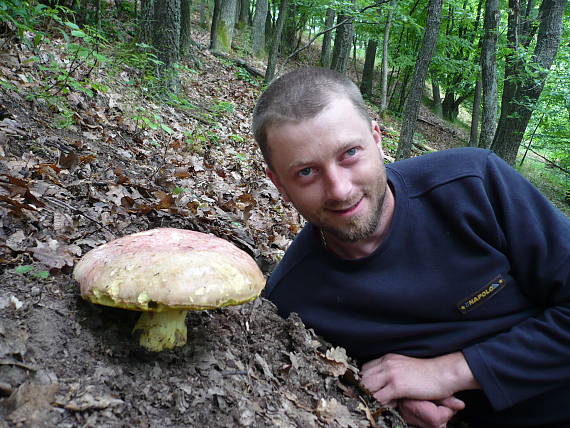 hríb kráľovský Butyriboletus regius (Krombh.) D. Arora & J.L. Frank