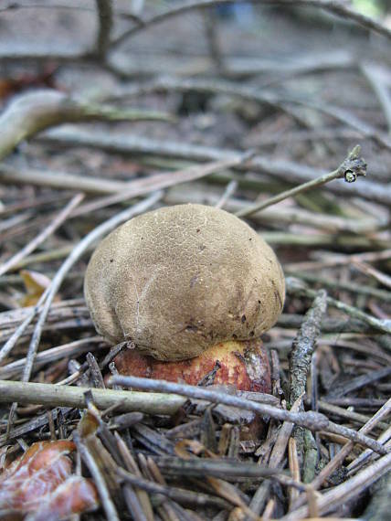 hřib kříšť Caloboletus calopus Fr.