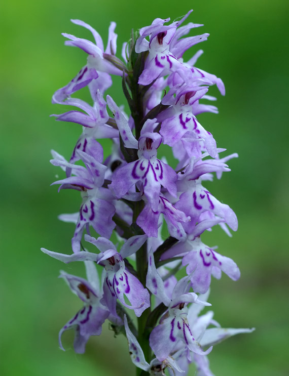 vstavačovec fuchsov pravý Dactylorhiza fuchsii subsp. fuchsii (Druce) Soó