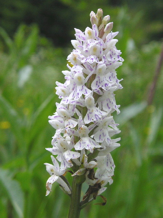 vstavačovec fuchsov soóov Dactylorhiza fuchsii subsp. sooana (Borsos) Borsos