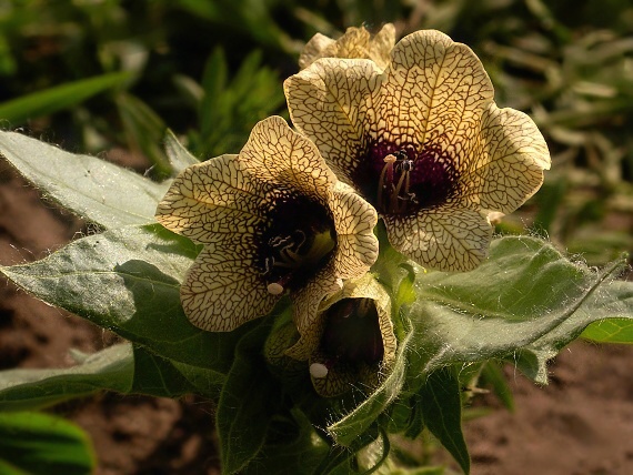 blen čierny Hyoscyamus niger  L.