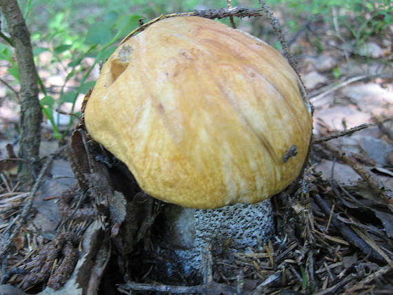 křemenáč březový Leccinum rufescens