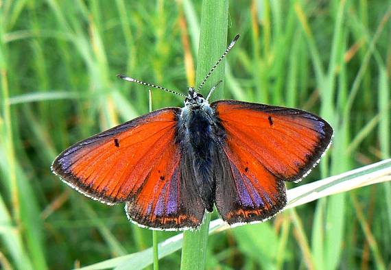 ohniváčik štiavový Lycaena hippothoe