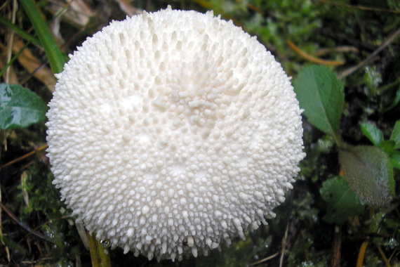 prášnica bradavičnatá Lycoperdon perlatum Pers.