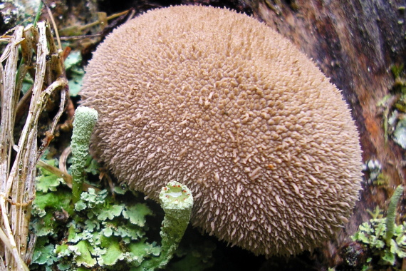 prášnica bradavičnatá Lycoperdon perlatum Pers.