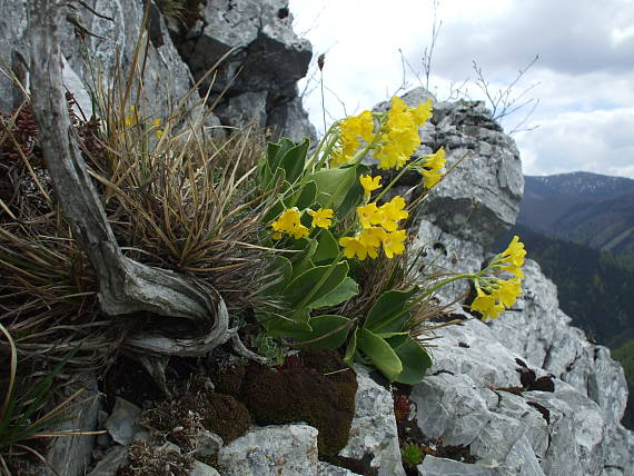 prvosienka holá Primula auricula L.