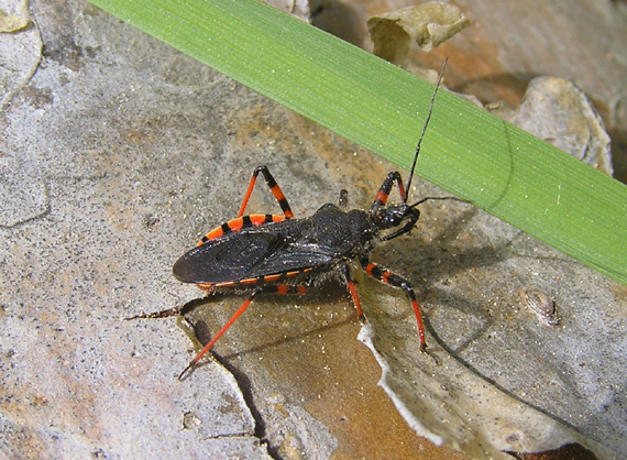 zákernica / zákeřnice tmavá Rhynocoris annulatus Poda, 1761