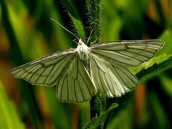 piadivka žilkovaná Siona lineata