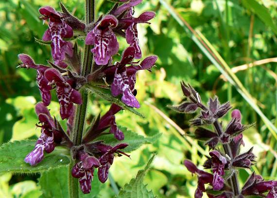 čistec lesný Stachys sylvatica L.