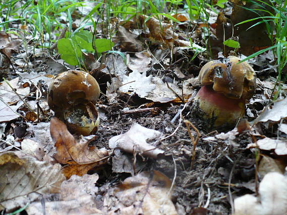 hríb zrnitohlúbikový Sutorius luridiformis (Rostk.) G. Wu & Zhu L. Yang