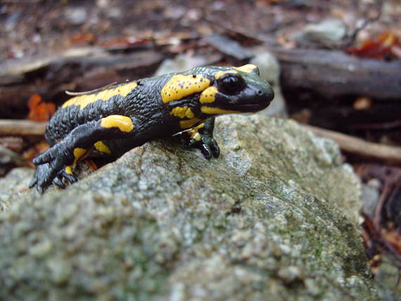 salamandra