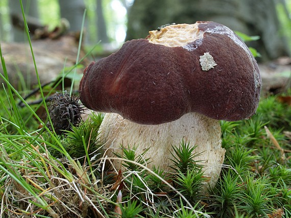 hríb sosnový Boletus pinophilus Pil. et Dermek in Pil.