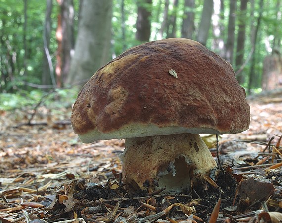 hríb sosnový Boletus pinophilus Pil. et Dermek in Pil.