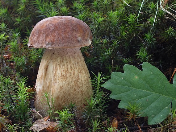 hríb dubový Boletus reticulatus Schaeff.