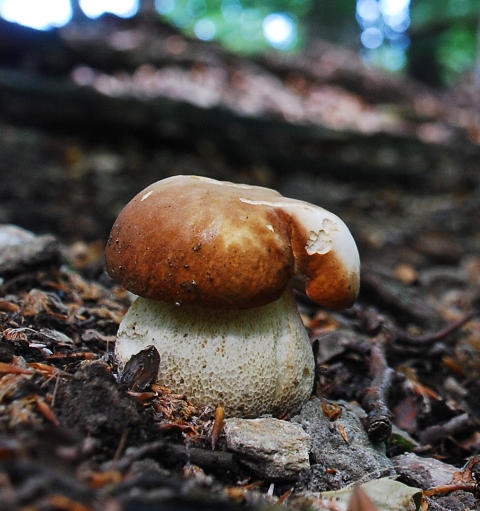 hríb dubový Boletus reticulatus Schaeff.