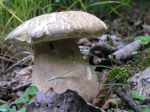 hríb dubový Boletus reticulatus Schaeff.