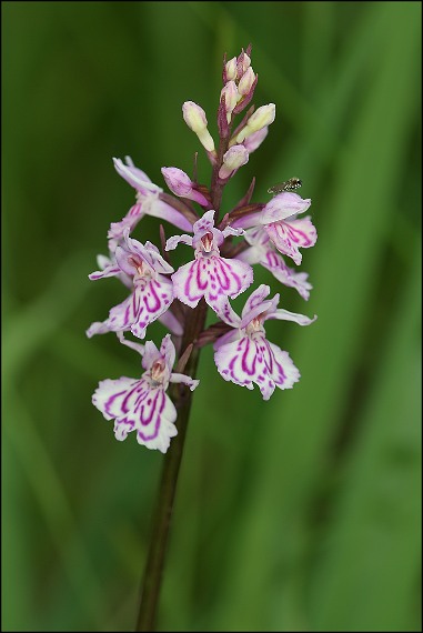 vstavačovec Dactylorhiza sp.